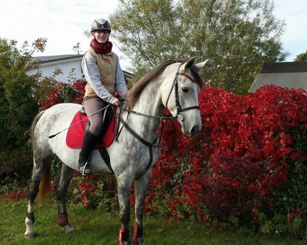 horse Louisiana SN (German Sport Horse, 2010, from Levistano) horse Louisiana SN (German Sport Horse, 2010, from Levistano)