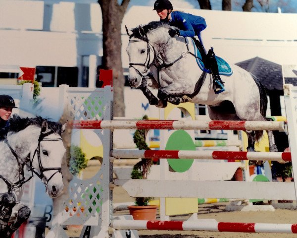 jumper Lody 2 (Holsteiner, 2007, from Lavall I)