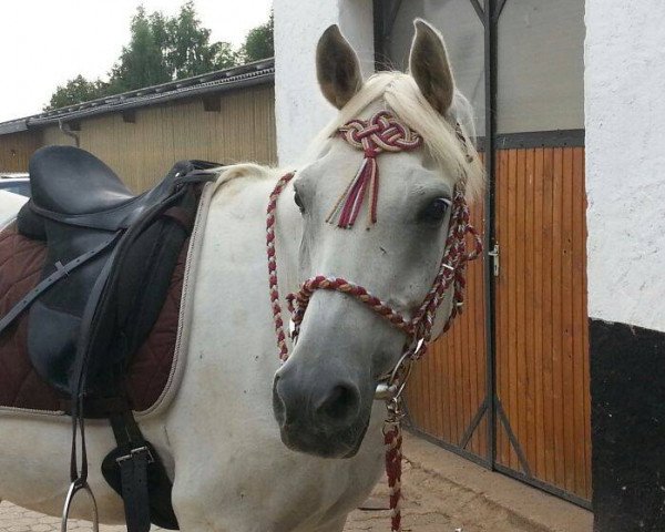 Dressurpferd Amper 8 (Vollblutaraber, 1995, von Andrut ox) Dressurpferd Amper 8 (Vollblutaraber, 1995, von Andrut ox)