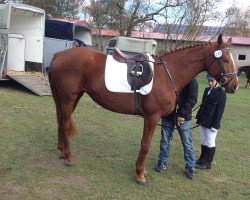 jumper Zoja (Polish Warmblood, 2007, from Hamlet Go)