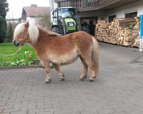 broodmare Dancing Sunlight van de Nijkamphoeve (Shetland pony (under 87 cm), 2010, from Kiliam van Dennehove) broodmare Dancing Sunlight van de Nijkamphoeve (Shetland pony (under 87 cm), 2010, from Kiliam van Dennehove)