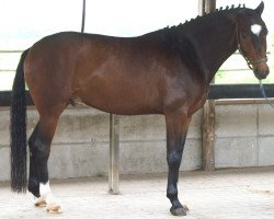 dressage horse Sandro Sunshine 2 (Oldenburg, 2001, from Sandro Hit)