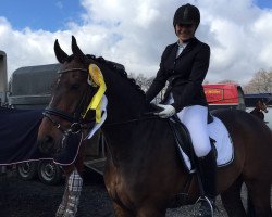 dressage horse D'Amantiado (Bavarian, 2005, from Da Lisco)