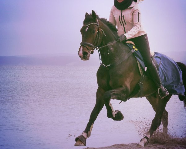 Dressurpferd Cinzano's Asti (Hannoveraner, 2010, von Contendros Bube)