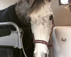 broodmare Claire de Lune 10 (Belgian Warmblood, 2007, from Quinten van 't Merelsnest)