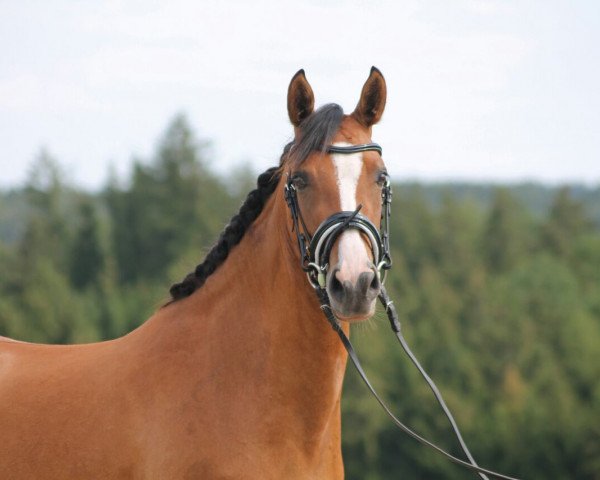 Dressurpferd Gründleinshofs Carpe Diem (Deutsches Reitpony, 2011, von Piccolo)