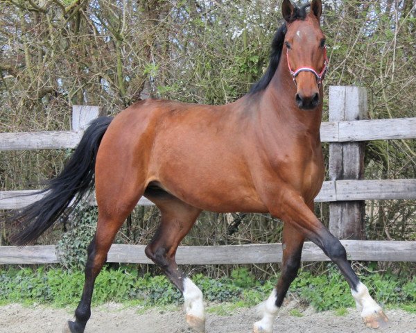 horse Hamilton (KWPN (Royal Dutch Sporthorse), 2012, from Crespo VDL) horse Hamilton (KWPN (Royal Dutch Sporthorse), 2012, from Crespo VDL)