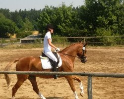 dressage horse Lady Lafayette 2 (Hanoverian, 2008, from Locksley II)