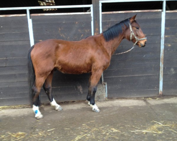 Springpferd Quadrigo S (Zweibrücker, 2012, von Shouppydam des Horts)