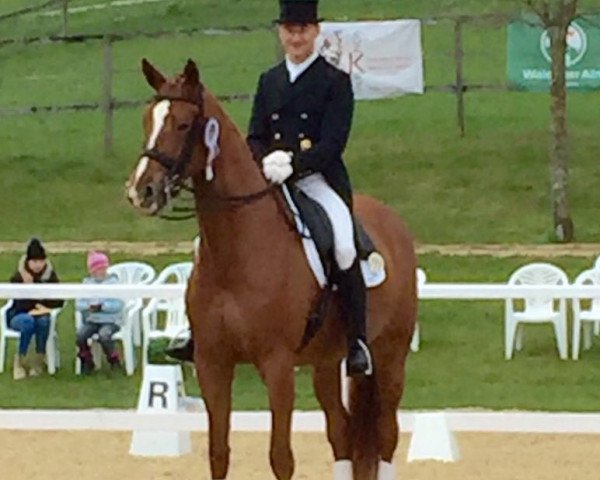 Zuchtstute Goldfee 372 (Schweizer Warmblut, 2007, von Gribaldi)
