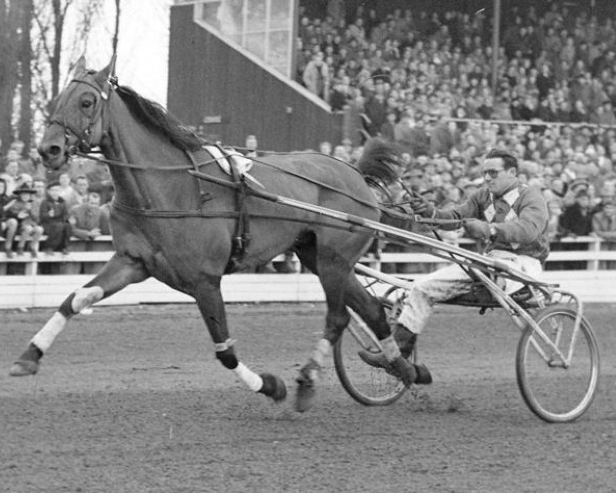 horse Madame B (NL) (Traber, 1945, from Fried (DE))
