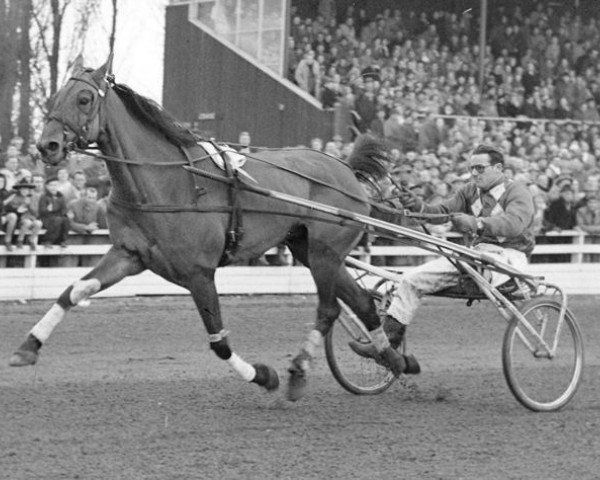 horse Madame B (NL) (Traber, 1945, from Fried (DE))