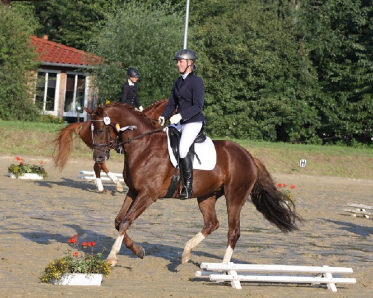 Dressurpferd De Loy (Oldenburger, 2011, von De Niro)