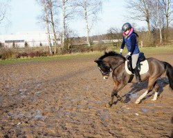 jumper Teufel (Welsh-Pony (Section B), 2007, from Timo)