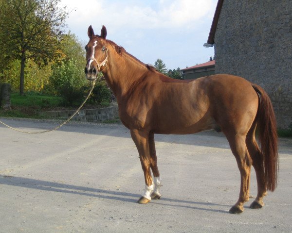 Pferd Dundee (Westfale, 1991, von Damenstolz)