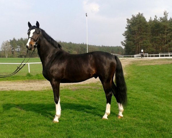 horse Orton L (Holsteiner, 2011, from Hirtentanz 2)