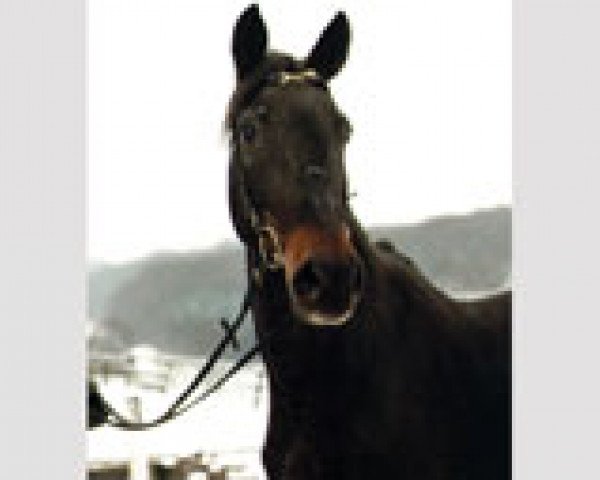 broodmare Flore (Westphalian, 1973, from Frühlingstraum I)