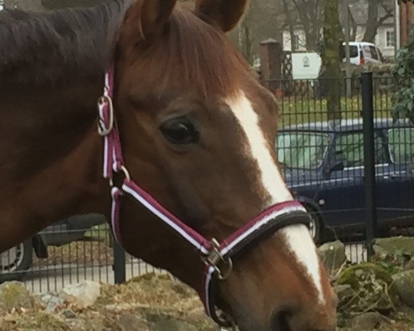 horse Wanda G (Hanoverian, 1998, from Welt Hit I O)
