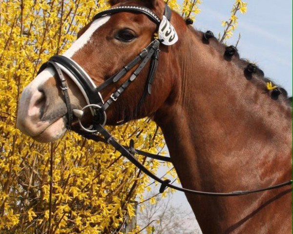 dressage horse Mollify Sunset (Welsh-Cob (Sek. D), 2001, from Nebo Charles)