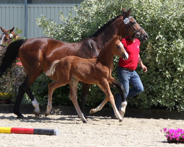 horse Subtilety (Westphalian, 2011, from Lordanos)