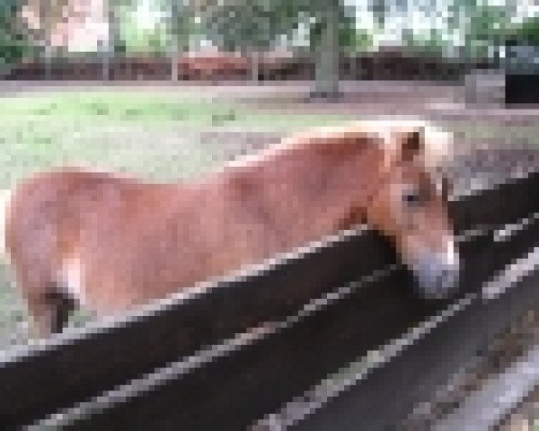 horse Korbian (sonstiges Pony, 2005, from Korin)