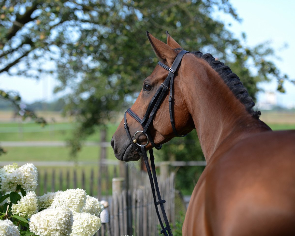 dressage horse Sambuca Dream (Oldenburg, 2008, from Sorento OLD)