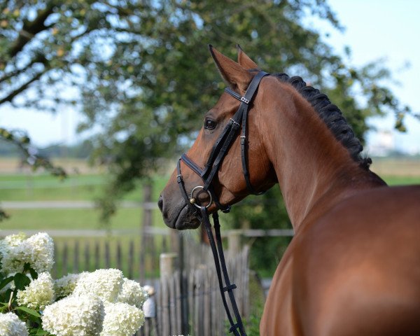 dressage horse Sambuca Dream (Oldenburg, 2008, from Sorento OLD)