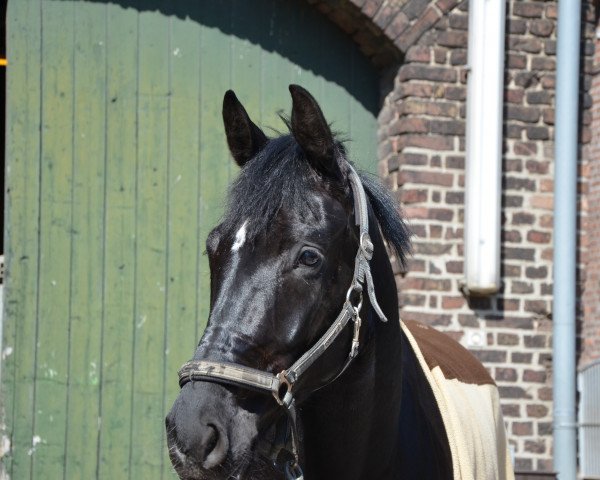 dressage horse Daiquiri Royal (Hanoverian, 2008, from Don Frederico)