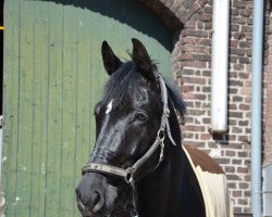 dressage horse Daiquiri Royal (Hanoverian, 2008, from Don Frederico)
