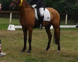 jumper Wimbly Star (Nederlands Rijpaarden en Pony, 2004)