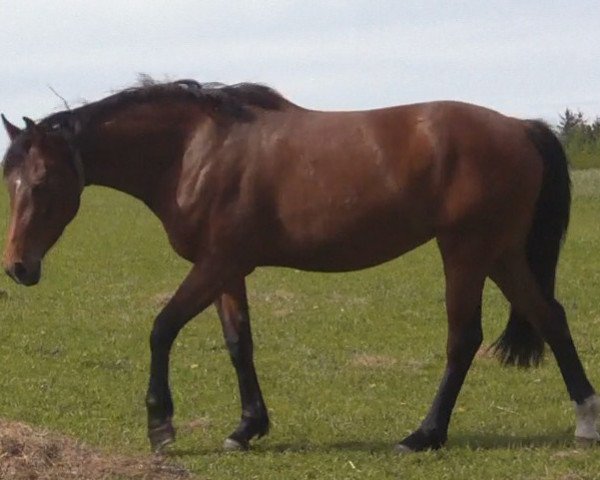 horse Ulana (Oldenburg, 2009, from Sir Floggensee)