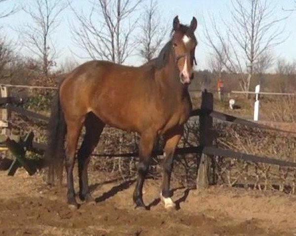 Pferd Lavinia (Oldenburger, 2007, von Cracker Jack 5)