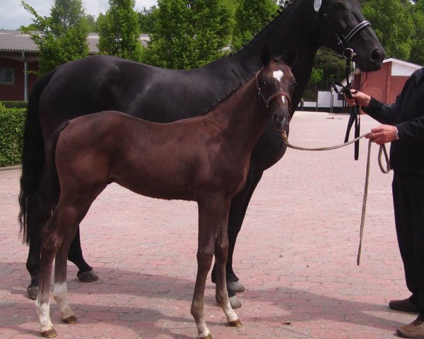horse Sommernachtstraum (Oldenburg, 2012, from Sungold 2)