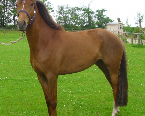 horse Betty (German Riding Pony, 2009, from Boogie Woogie)