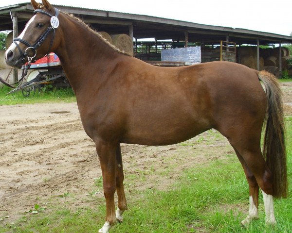horse Bea (German Riding Pony, 2010, from Lukas)