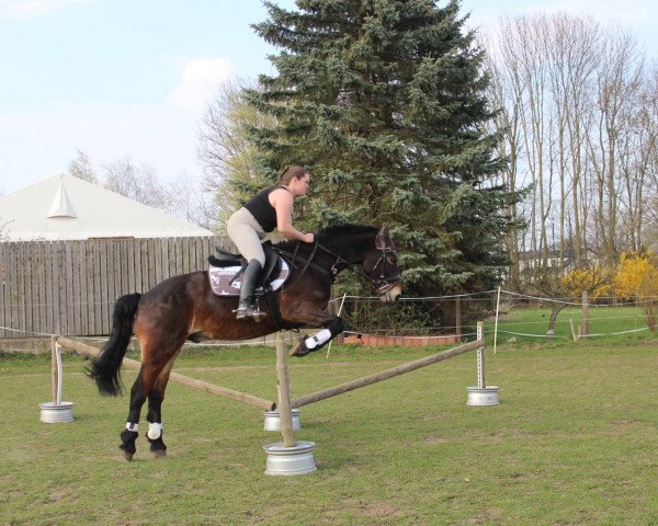 dressage horse Witus (Welsh-Cob (Sek. D), 1998, from Sydenham William)