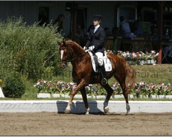 dressage horse Weltprinz 8 (Hanoverian, 2000, from Wolkentanz I)