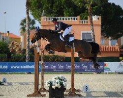 jumper Joker S (Belgian Warmblood, 2009, from Toulon)