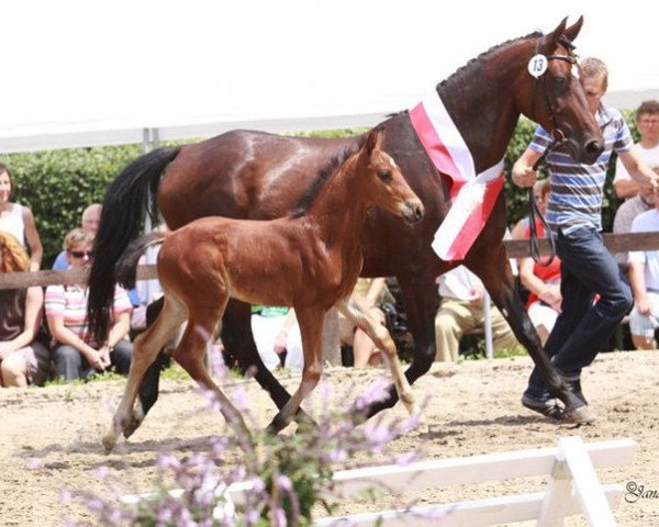 dressage horse Calimero Sun D (Westphalian, 2010, from Capistrano 2)