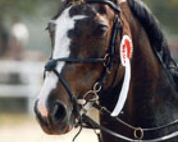 broodmare Penny Lane (Westphalian, 1991, from Pazifik)