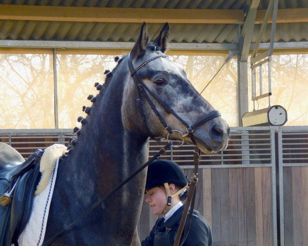 Dressurpferd Damon's Pride (Trakehner, 2010, von Tycoon)