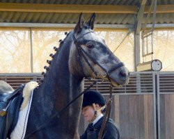 Dressurpferd Damon's Pride (Trakehner, 2010, von Tycoon)