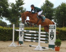 jumper Oak Grove's New York (Belgian Warmblood, 2010, from Nabab de Rêve)