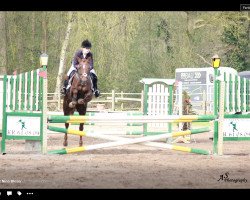 jumper Tequila 181 (German Riding Pony, 1998, from Sunrise Moonlight)