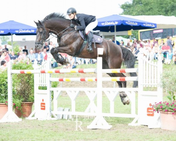 Springpferd Aramis 476 (Rheinländer, 2002, von Akribori)
