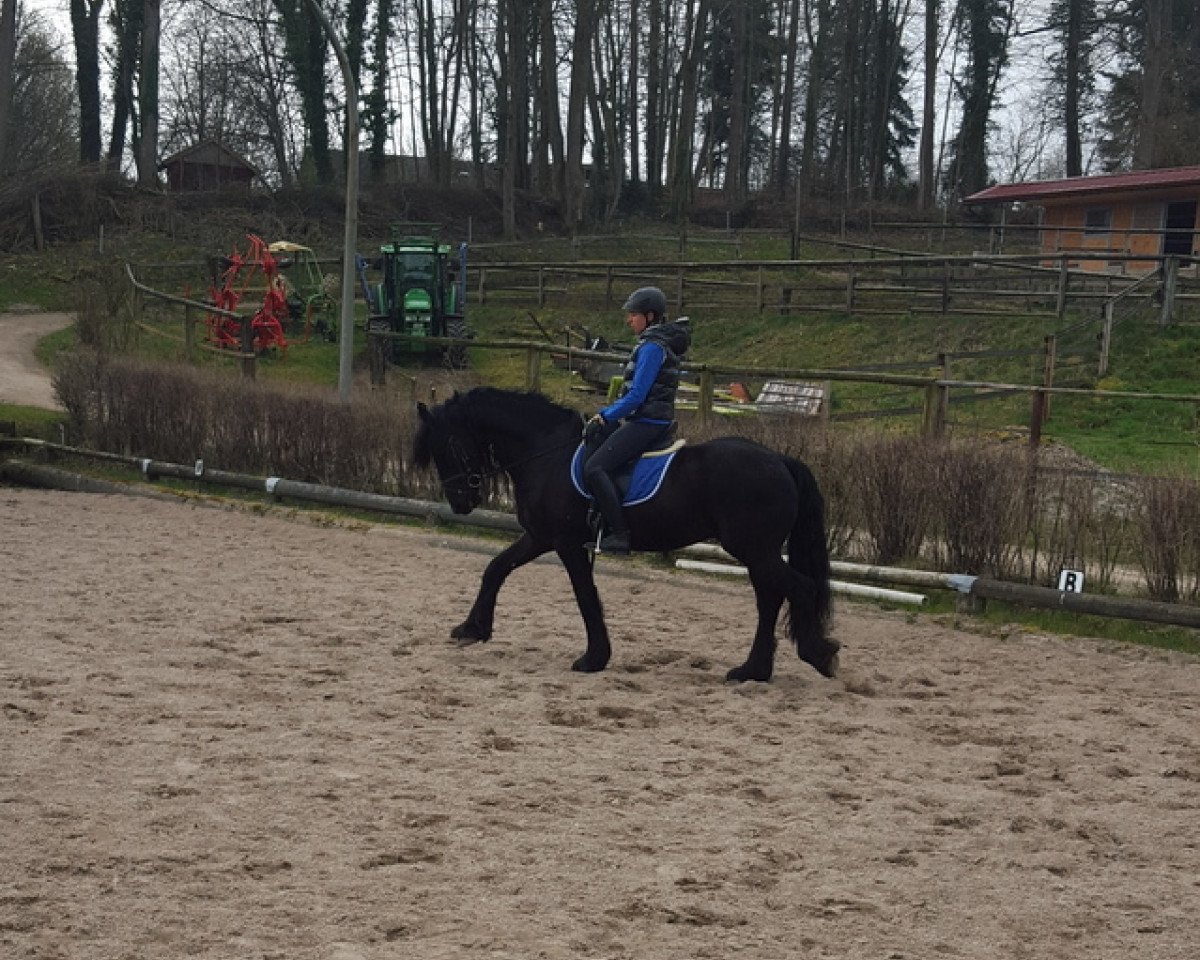 Pferd Ingo (Friese,  )