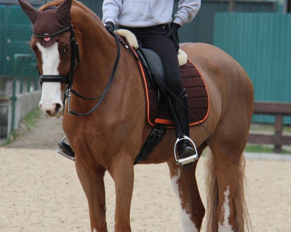 dressage horse Jamajka G (Slovenian Warmblood, 2006, from Rotspon)