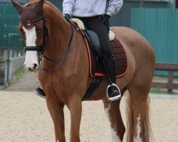 dressage horse Jamajka G (Slovenian Warmblood, 2006, from Rotspon)