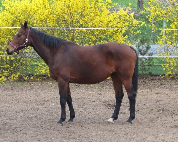 dressage horse Paypa (Saxony-Anhaltiner, 1997, from Preussenulan)