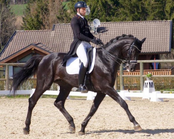 Pferd Denver W (KWPN (Niederländisches Warmblut), 2008, von Westpoint)